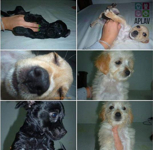 APLAVzla's tweet photo. #ADOPTA| Estos cachorritos, todos machos, estan listo para integrarse a una familia. Contacto 0424-7209671 #APLAV https://t.co/TnU88m9Xnu