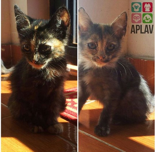 APLAVzla's tweet photo. #ADOPTA| Gatitas de 2 meses vacunadas, desparasitas y compromiso de esterilización. Contacto 0416-2858762 #APLAV https://t.co/XaKzfcvXJd