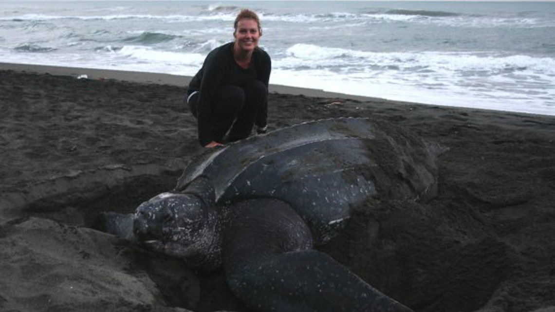 volunteerworld's tweet image. Read about the #love towards #leatherbacks, highly endangered #SeaTurtles #FridayReads &amp;gt; j.mp/1P9cs9t