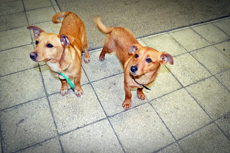 BezdomnePsy's tweet photo. Ginger i Inga - ok. 9 miesięczne #suczki w typie #jamnika wyrzucone z auta. PILNIE DO #ADOPCJI!!! #Trzebnica https://t.co/hJ2pylNCfi