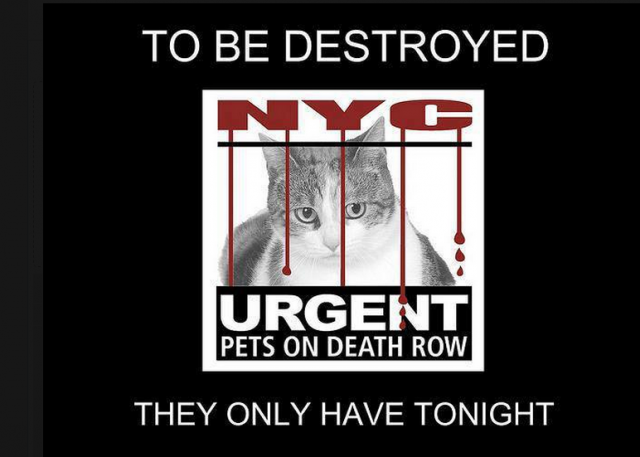 NYCDEATHROWCATS's tweet photo. The list has been posted and there are 14 cats/kittens in danger.  Please share. 
 Plea ... https://t.co/302MYzKDlB https://t.co/jU0UlybsU9