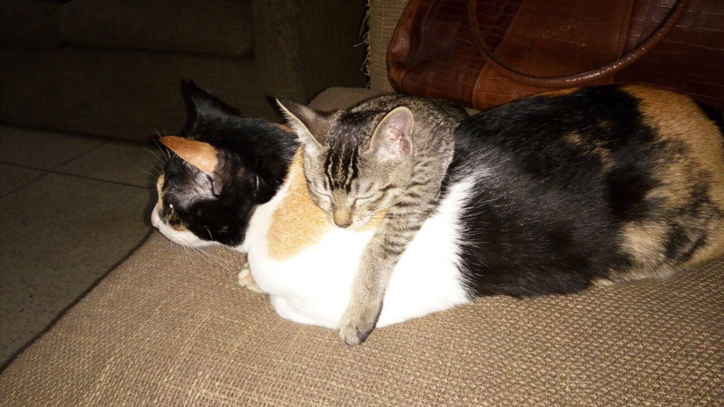 IndiaMEOWS's tweet photo. Up for #Adoption #EverythingMEOW #AdoptACat #Delhi https://t.co/AP8YRlzhTz