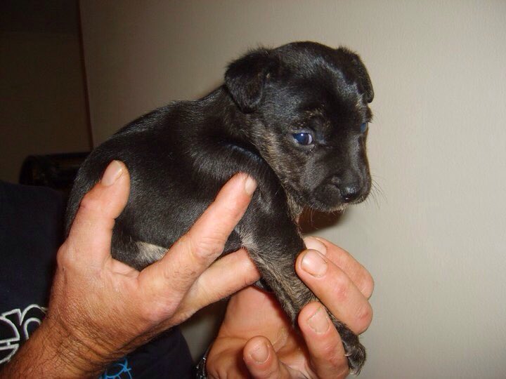 darrenpaulkent's tweet image. My 3 doggies when they were pups, Bonita, Sunny named after @Sunnyboyfilm and 2 of Scrappy Doo lol @dog_rates