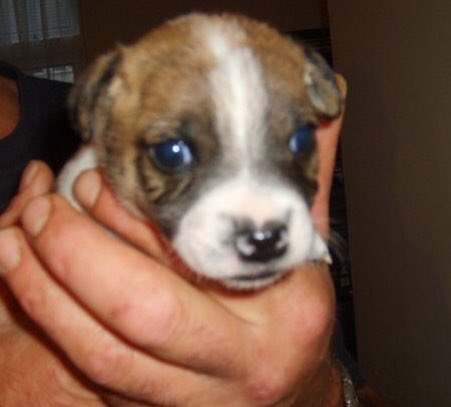 darrenpaulkent's tweet image. My 3 doggies when they were pups, Bonita, Sunny named after @Sunnyboyfilm and 2 of Scrappy Doo lol @dog_rates