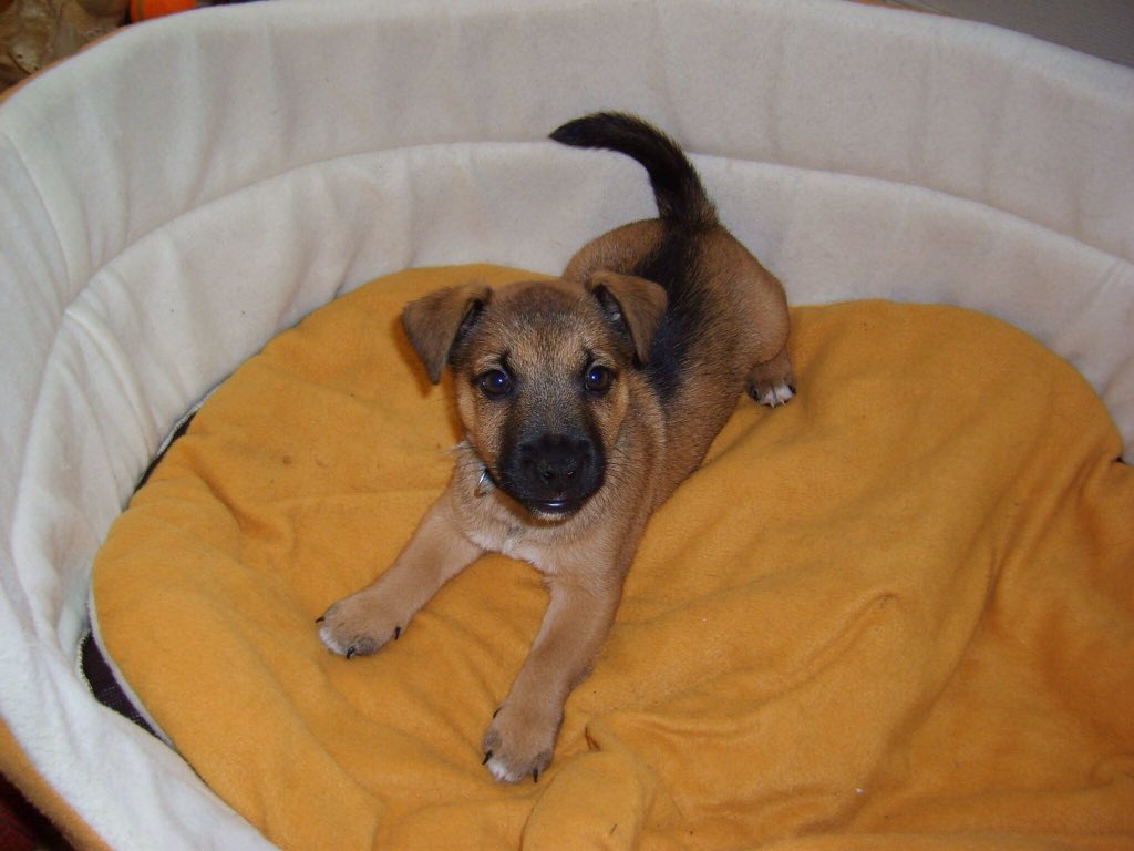 darrenpaulkent's tweet image. My 3 doggies when they were pups, Bonita, Sunny named after @Sunnyboyfilm and 2 of Scrappy Doo lol @dog_rates