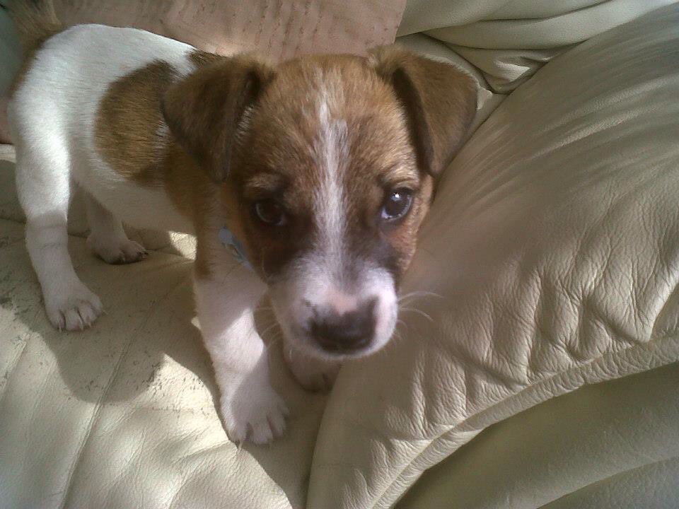 darrenpaulkent's tweet image. My 3 doggies when they were pups, Bonita, Sunny named after @Sunnyboyfilm and 2 of Scrappy Doo lol @dog_rates