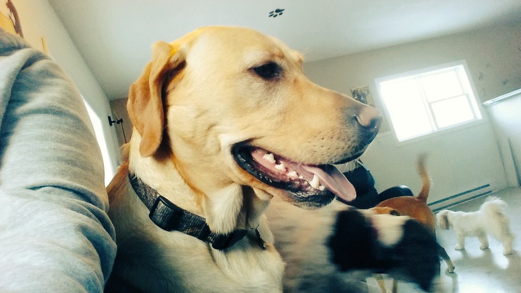 keatsdogs's tweet photo. Happy #pups @doggydepotdogs enjoying their #TGIF #dogboardingfredericton 💘💘🐕🐕 https://t.co/DuJb53Oe98