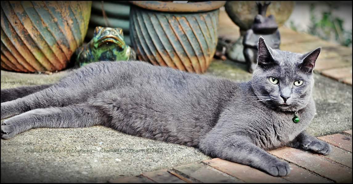 ThePeachyQueen_'s tweet photo. This is my gorgeous cat, Leonard, who has been missing for 3 days in #eastcobb #marietta. #helpfindmycat https://t.co/PZNPnB6nkd