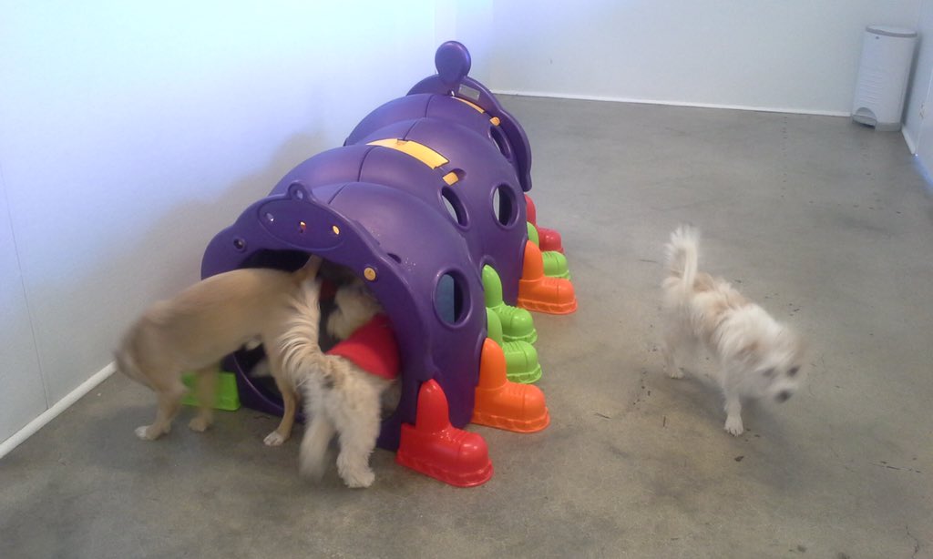 The caterpillar is today's hotspot here at #thewagmor #loveourpups 💘💙🐛🐶