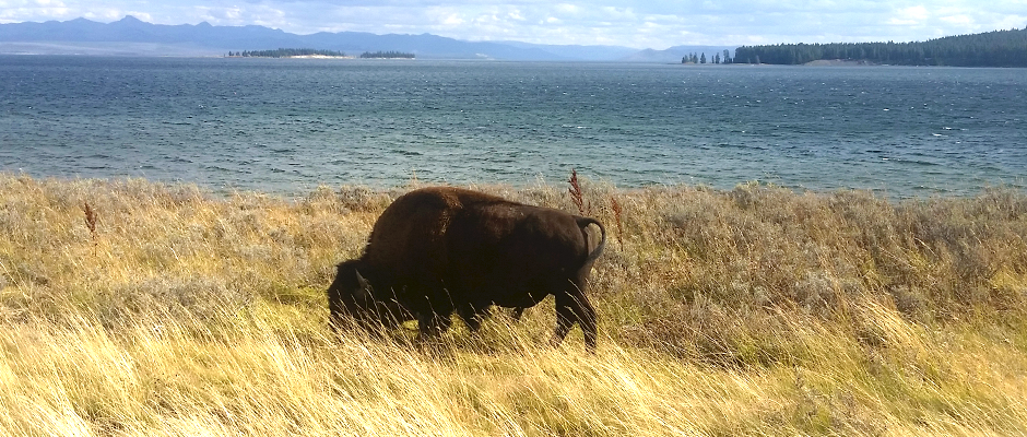 wildlifesociety's tweet photo. #TWS2015 Student Poster Winner: #Yellowstone #Bison #Genetics. https://t.co/gIFpiRCLf2
#Americanbison https://t.co/Jd79P445w2