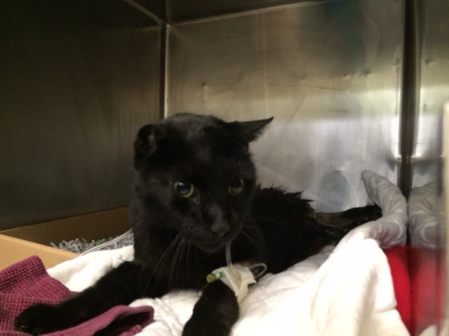 NYCDEATHROWCATS's tweet photo. PLEASE SHARE!! GYPSY - A1062475 - * ...

Follow me here for more info and status updates: https://t.co/8AwDJflx9Q https://t.co/uNYw4LMsek
