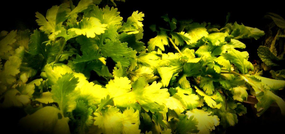 Olive fine meat (@olivefinemeat) on Twitter photo 