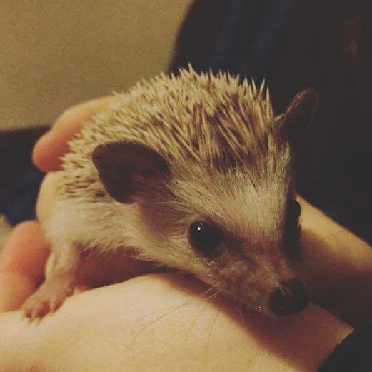 GlasgowBBlogger's tweet photo. New best buddy Begbie :-) #hedgehog #africanpygmyhedgehog #hogsofinstagram https://t.co/JPL83sEyVT
