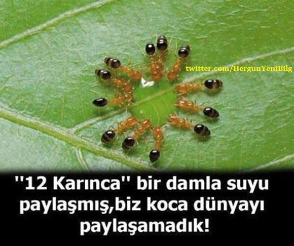 12 karınca bir damla suyu paylaşıyor, biz koca bir dünyayı paylaşamıyoruz.