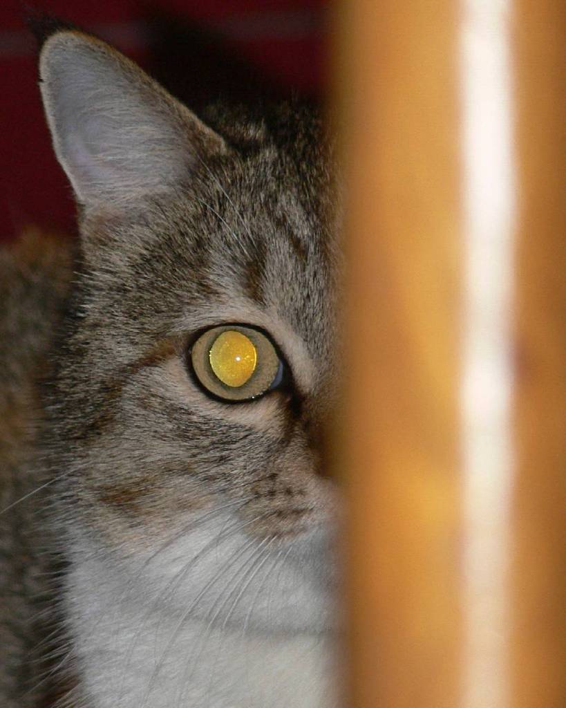 Chatchatcatcat's tweet photo. #cat #cats #catsagram #catstagram #instagood #kitten #kitty #kittens #pet #catandwindow #animal #catreflection #pet⦠https://t.co/RDNUTcnjkJ