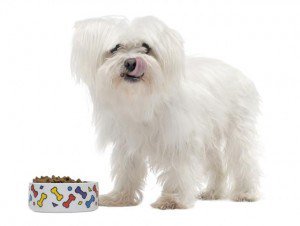 PawsofManhattan's tweet image. Dog Food Review 2016 pawsofmanhattan.com/2016/01/08/dog…  fb.me/4i4EcvAzJ