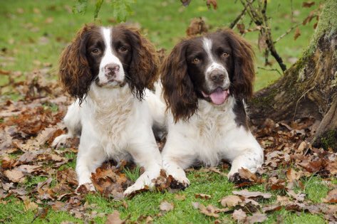 Turkey Trot tweet media