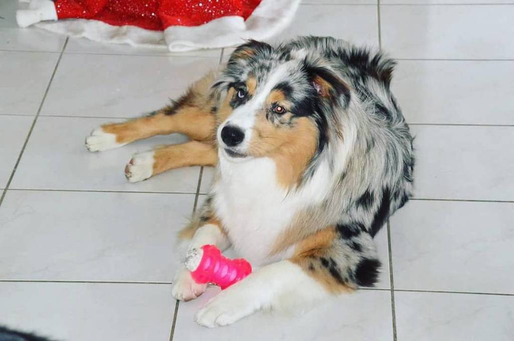 Cinemanimo1's tweet photo. https://t.co/uQjX6EiD2W Lexy ❤
#Mydog #Chien #Chiot #Bébéchien #Puppydog #Aussipuppy #Bleumerle #Bergeraustralien… https://t.co/ygAnJkCs6o