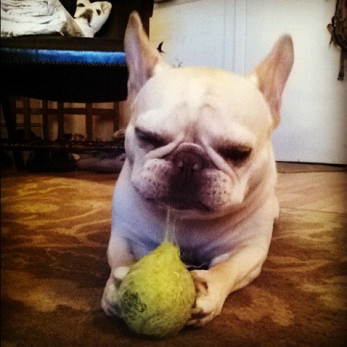 NoBallHere's tweet photo. Chien chanceux. https://t.co/6Mg9i4sSsz