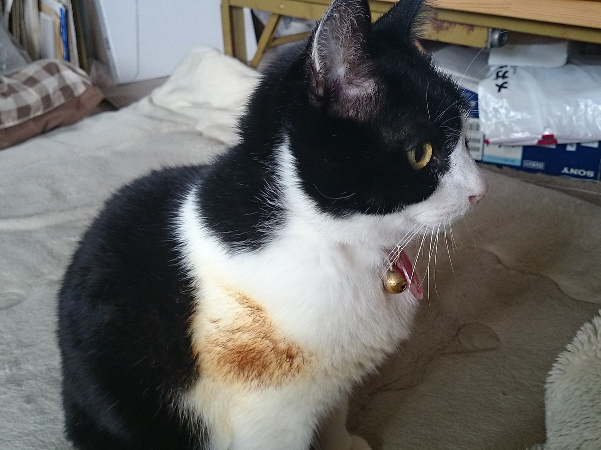 児屋 Koyane 部屋めっちゃ焦げ臭い え 嘘 まさか火事 って思ったら猫がストーブに近付きすぎて焦げてただけだった 馬鹿野郎 T Co Zd1vrfbvma