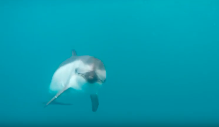 Dolphin_Project's tweet image. Happiness is a wild, dusky dolphin! 
Watch here: bit.ly/1UDSFAJ #DolphinProject #EmptyTheTanks