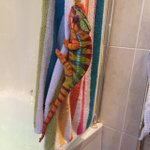 カラフルなタオルになろうとするカメレオン!