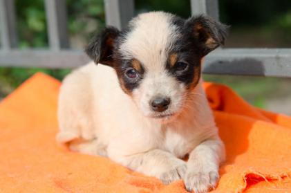 vai3333's tweet photo. ESPAÑA  SKEETER: cachorrita de 1 mes al borde de la carretera¡¡ADOPCION RESPONSABLE¡¡elarcadenoecordoba@gmail.com https://t.co/etGuyUXC4F
