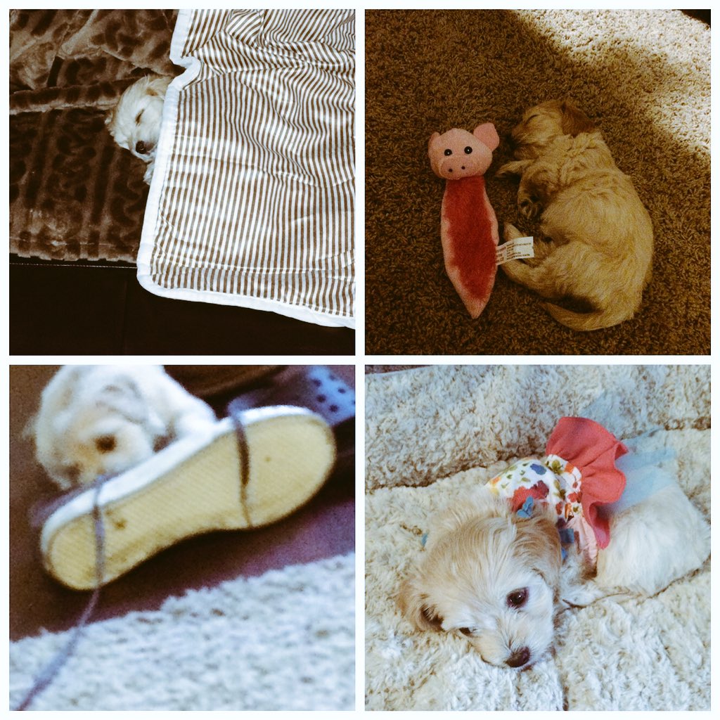 RaeganMcgraw's tweet photo. I love my new puppy so much https://t.co/BruaysAMKJ