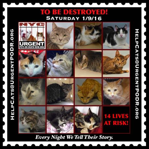 NYCDEATHROWCATS's tweet photo. TO BE DESTROYED  01/09/16 
 TO BE DESTROYED
 https://t.co/lIpjhAdIsk https://t.co/bmh7zZp6GY