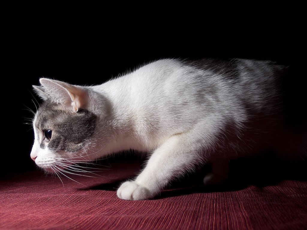 LeldeSaulgozis's tweet photo. I can jump high and backwards any moment but I still keep smelling, I... https://t.co/nsTbZC2pRE #funnycats #catpi… https://t.co/pn9Jlkewha