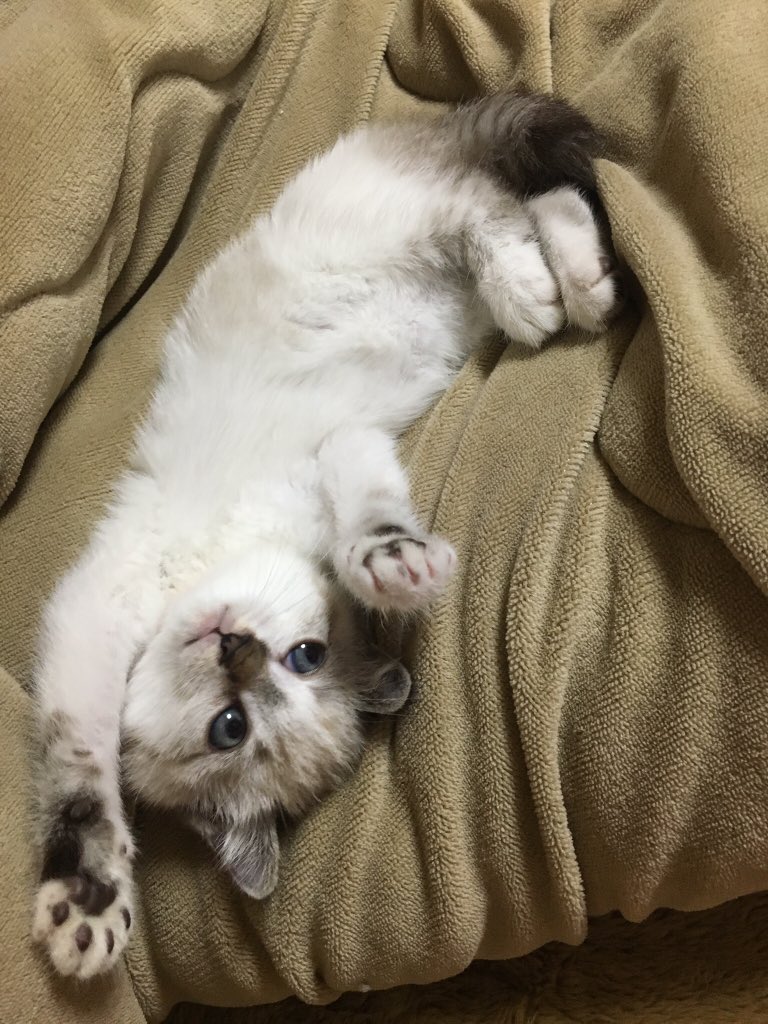 ⭐︎にゃこ⭐︎ 桜子 (@OT7PCyURTN3QzDr) / Posts / X