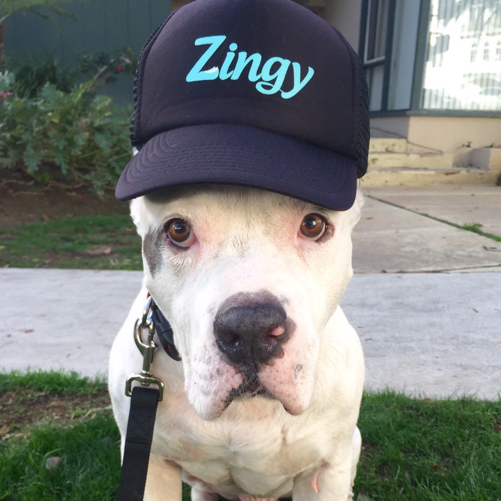 ZingyPet's tweet photo. Today in Zingy fashion #GettingZingyWithIt https://t.co/EauKxFdrjQ