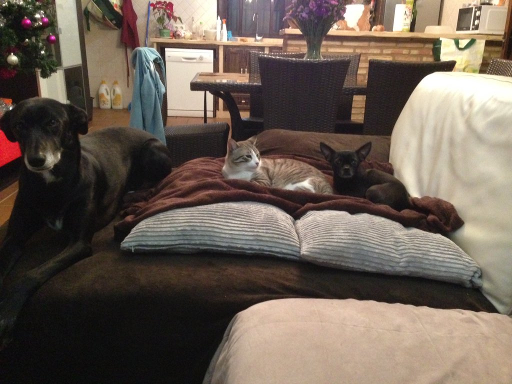 cepillopercu's tweet photo. Mis tres NENES https://t.co/kJhbLHsHjD