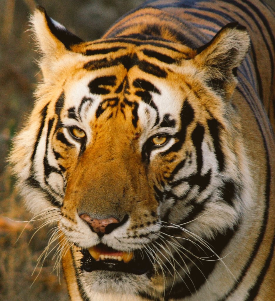 Happy123dhillon's tweet photo. #Munna
#kanhanationalpark https://t.co/JWjzYJytUu