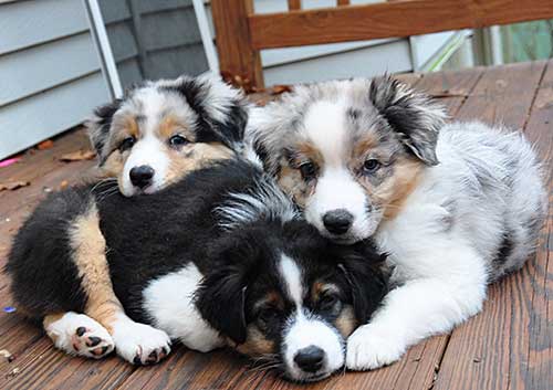 YourUltimatePet's tweet photo. How many likes for these ADORABLE #AustralianShepherd #puppies? https://t.co/UkLJ3fjkNE