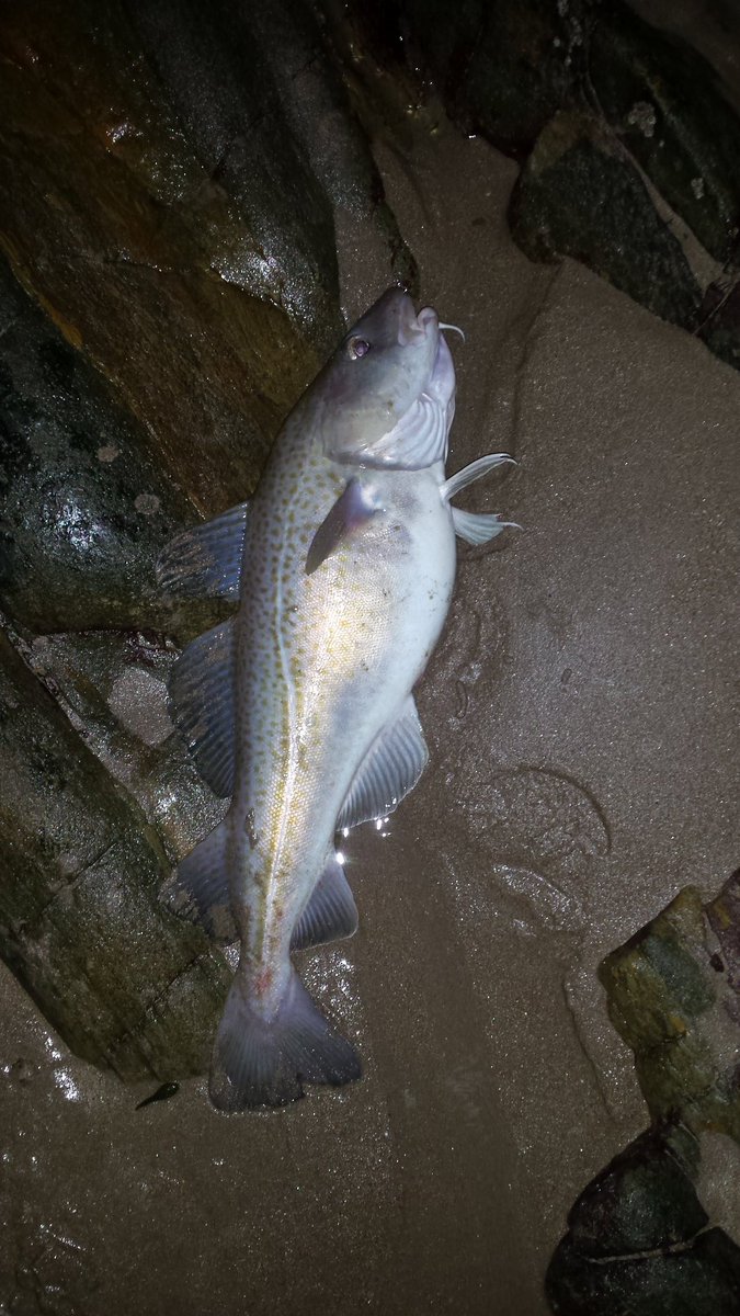 seanlisaaherne's tweet photo. Better late than never! Good session tonight, up to 6lb. https://t.co/72J8qVp2s7
