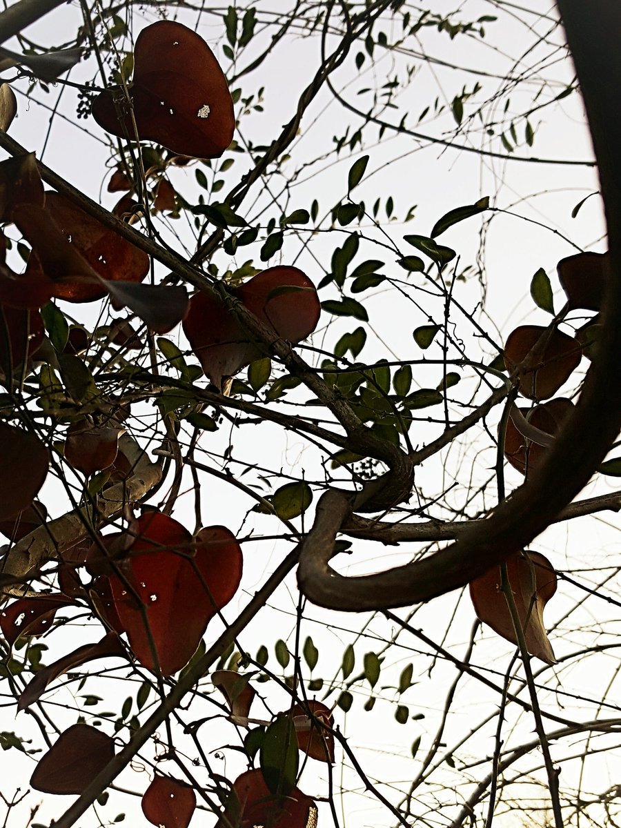 bARTenderPix's tweet photo. @bARTenderShots @rbethridge @CrowdfireOne #leaves #nature #trees https://t.co/V69zB3sCiI