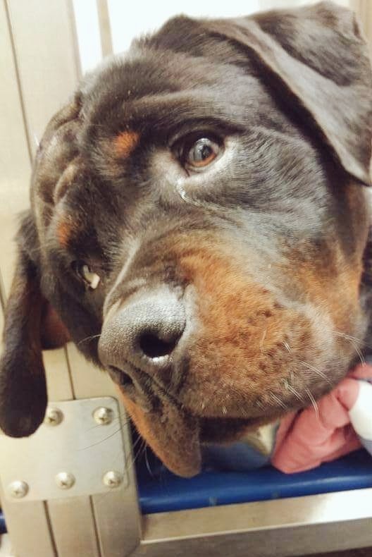 RocketCityDogs's tweet photo. Support Millie, victim of New Years shooting, this Sunday at the shop around 1pm!  https://t.co/jYd60CUnGe https://t.co/pMDucZIM1e