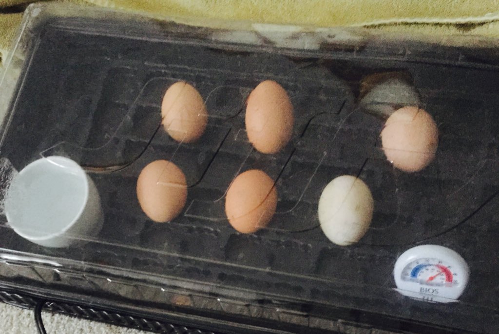 22Beany's tweet photo. 22 days. Wish me luck. #chickens #chicks #EggsForLife #BackToBasics https://t.co/meG9tPyzqb