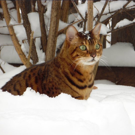 lepra_doodle's tweet photo. SNOWCAT ALERT! #twitterweek #catsofinstagram @catsofinstagram https://t.co/j7wxsx8zrL