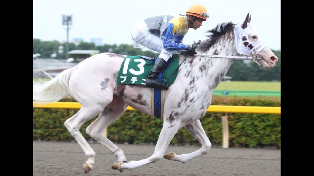 alett15's tweet photo. BUCHIKO, la sensación del hipismo japonés por su original estampa https://t.co/ChvBeibMTQ