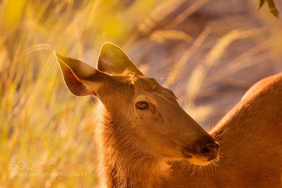 photos_indian's tweet photo. New on 500px : The Golden Deer by SreekumarKrishnan #india #photography https://t.co/3SKScJ4uYH