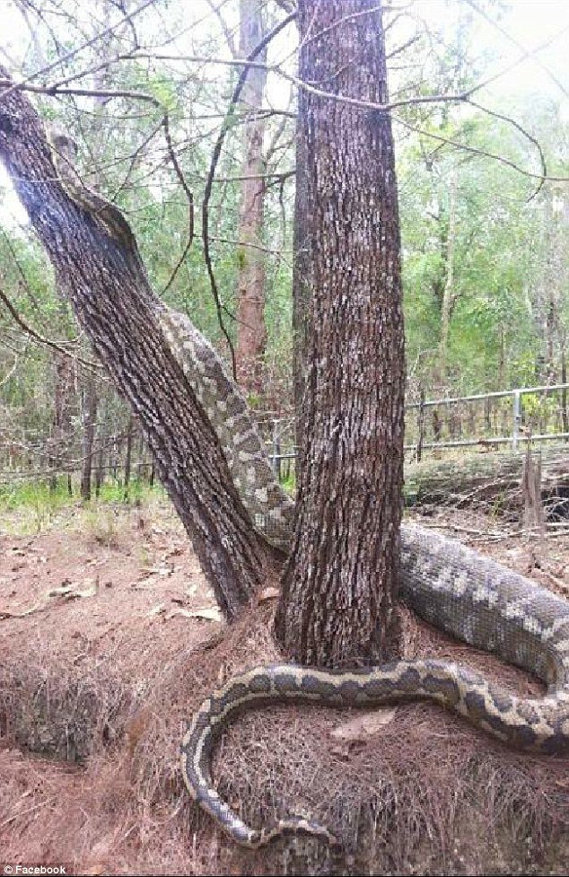 DailyMailAU's tweet photo. Cyclist discovers HUGE python in a tree while riding in national park https://t.co/2Wmsew4chr https://t.co/AMYwVCBtav
