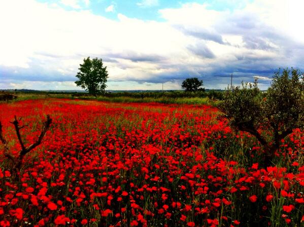 eBertoni85's tweet image. Tornando a casa