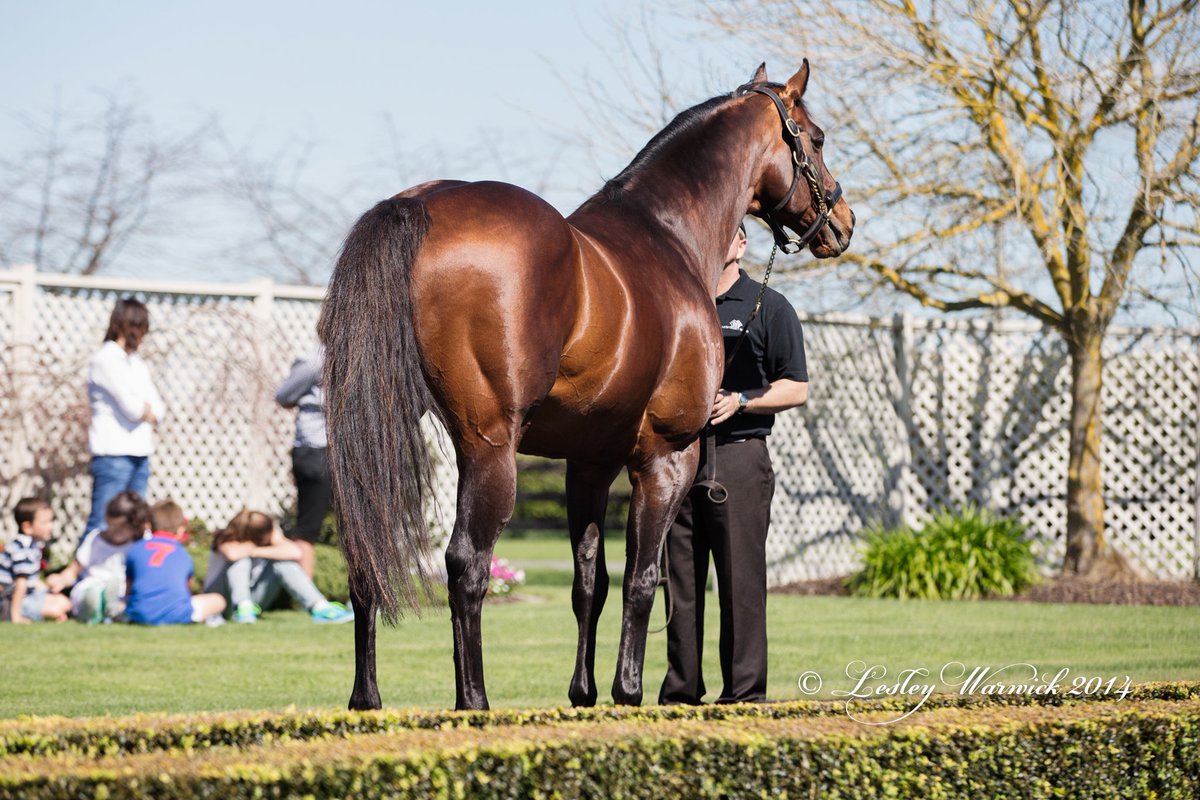 RussellWarwick2's tweet photo. Another double for #Swiss Ace in NZ today w. Gerry Harvey bred Halleloojah &amp; Saber both scoring. #thewinninghabit https://t.co/CHSh71uNsN