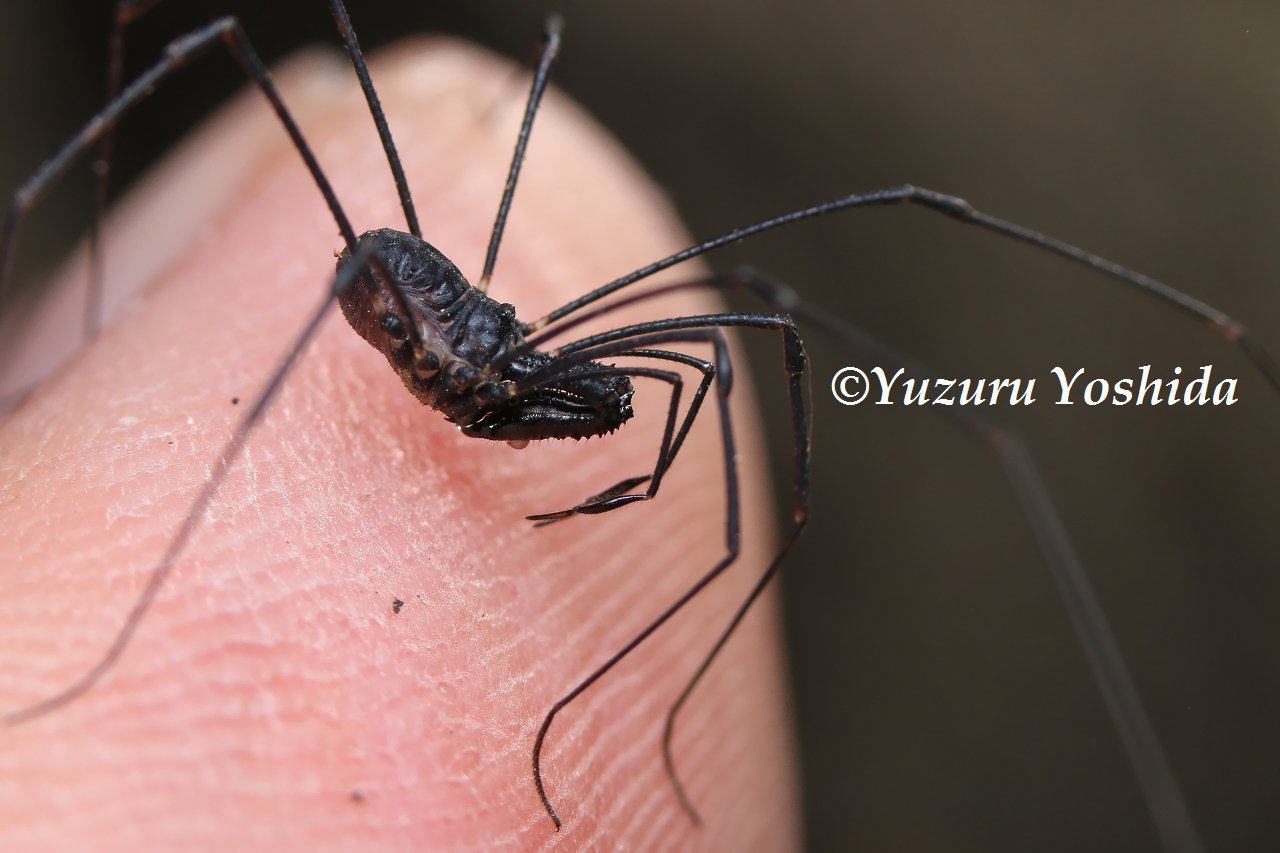 ジーク 亜高山帯のツムガタアゴザトウムシ アゴザトウムシはその体型や アップで撮っているからなのか 結構大きいと勘違いされているのですが実際のサイズはこんなものです T Co Lgevwp4hxn Twitter