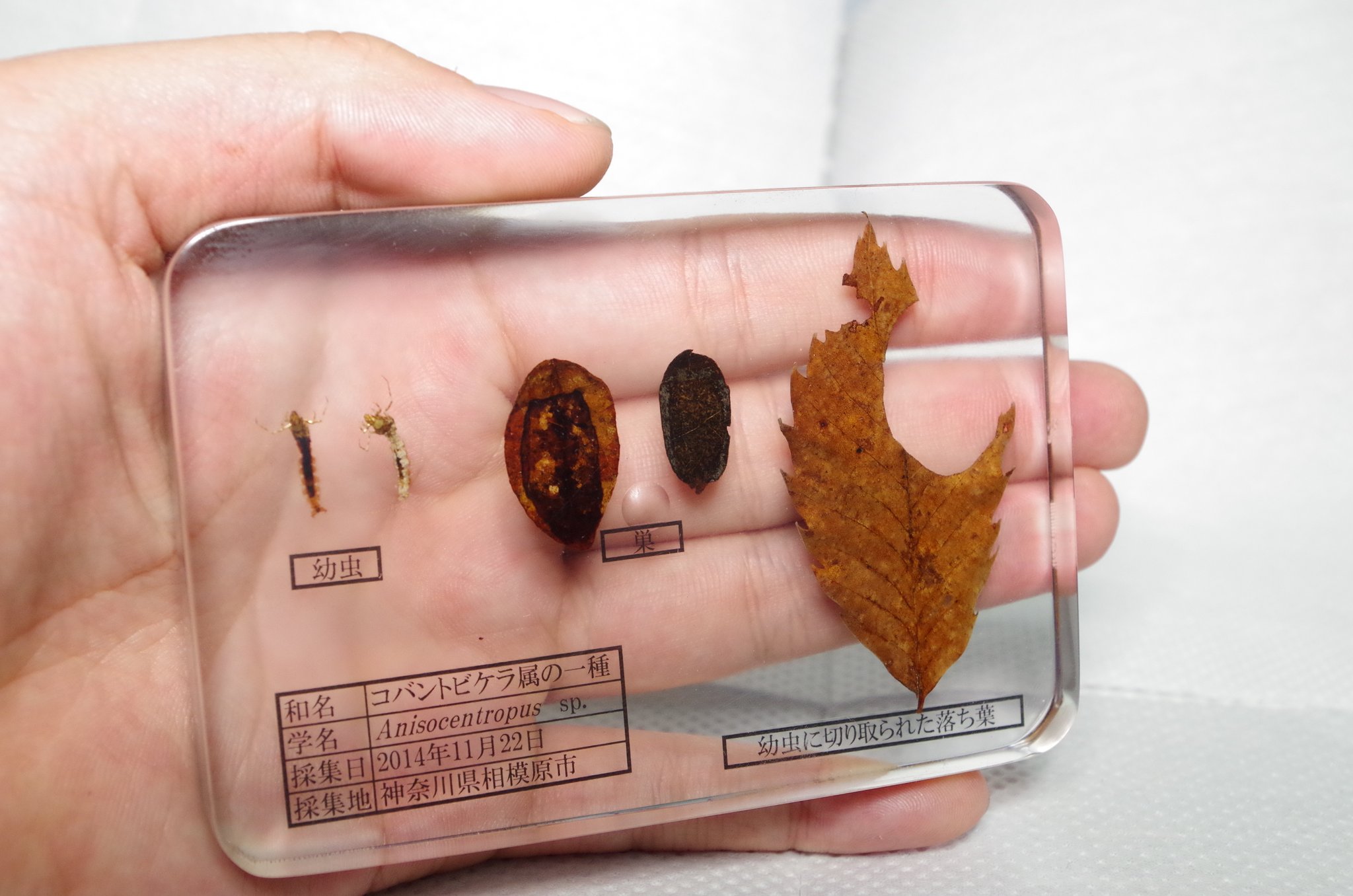 俺が工藤 Sea Moon Lotus96u ダイソーのuvレジンは4 5gで100円なので 大体1g円 エポキシなら1g9円 ポリエステルなら1gで3円 大容量のものを買えばもっと安くなりますが T Co Sps156zonc Twitter