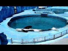matissecockerpo's tweet photo. For many captive dolphins enclosure sizes are less than 1% of their natural habitat range #boycottmarineparks https://t.co/aJChdkG3zA