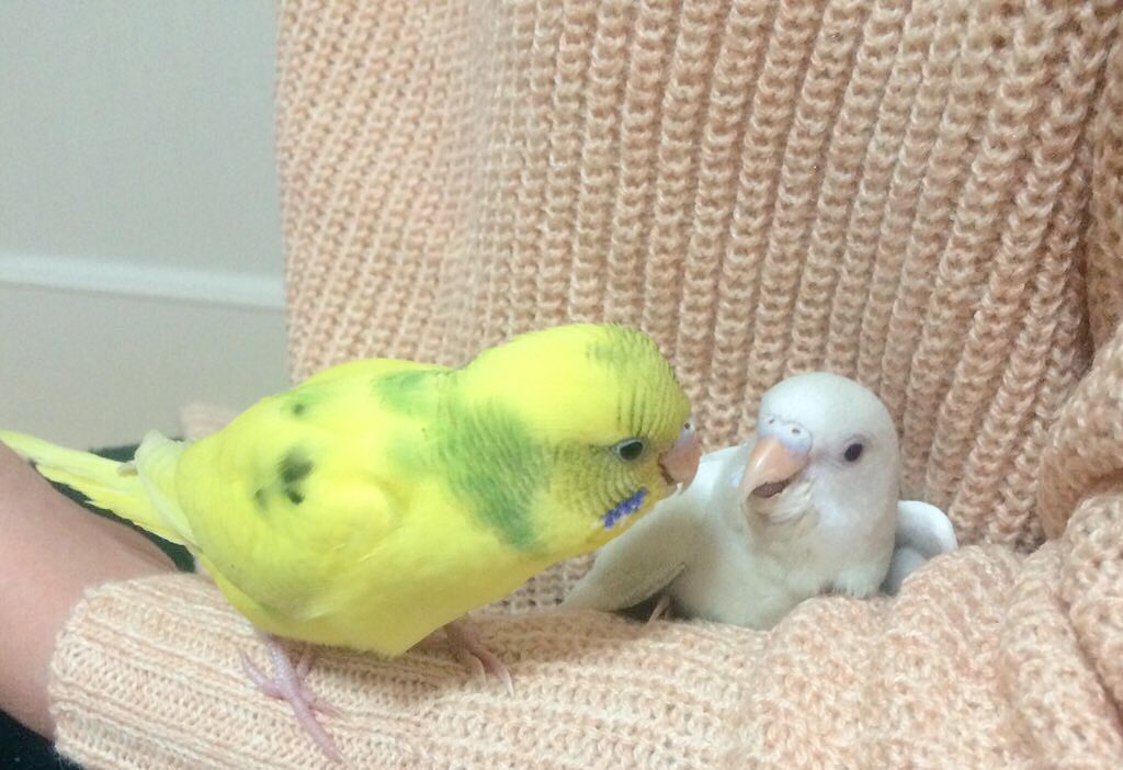 せきせいいんこ セキセイインコ画像bot♡ (@budgergars_) / Posts / X