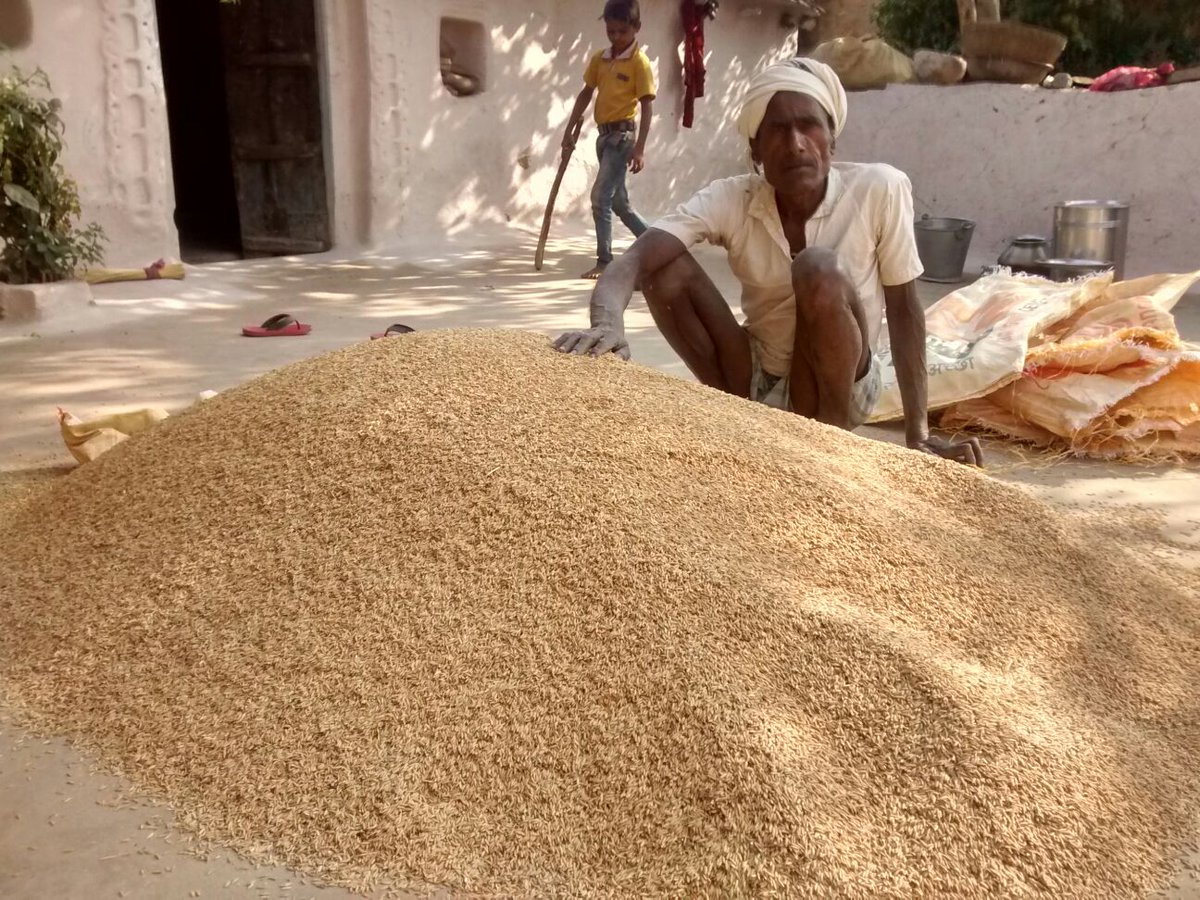 _YogendraYadav's tweet photo. Vill Chiklahi : Ballu Choudhary, a zamindar produced about 10X current production. Facing worst period of his life. https://t.co/9IqDaGaE09